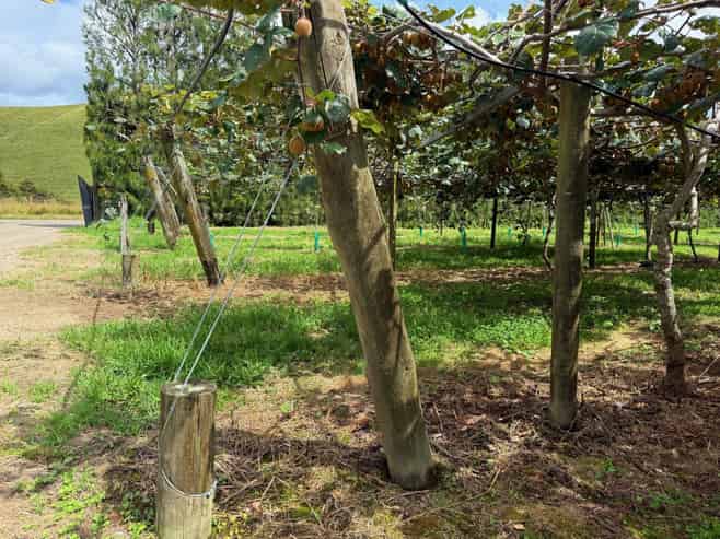 155 Mystery Valley Road, Paengaroa