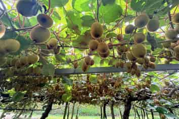 155 Mystery Valley Road, Paengaroa