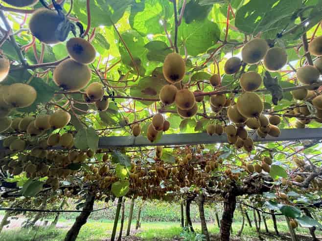 155 Mystery Valley Road, Paengaroa