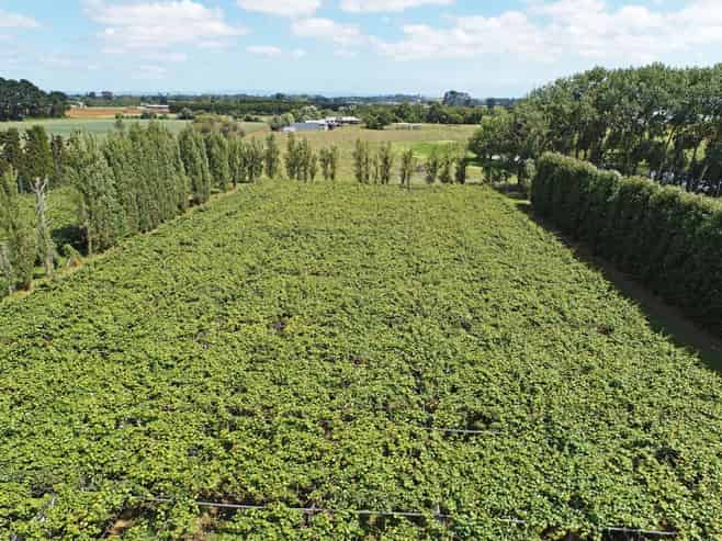 36 Eden Road, Pukekohe