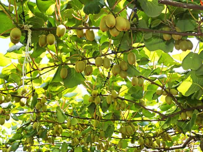 36 Eden Road, Pukekohe