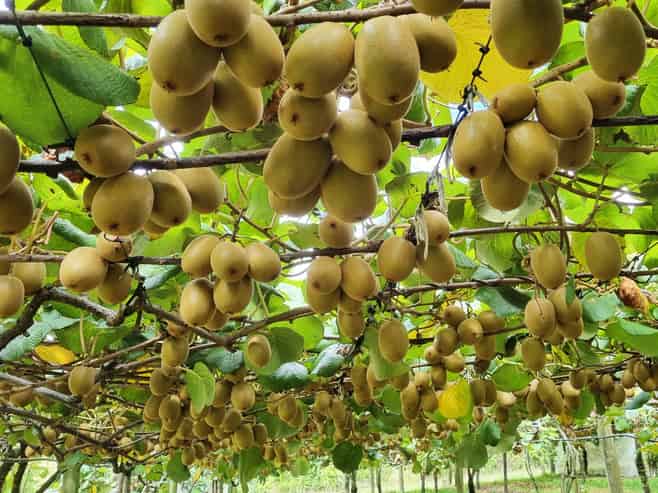 36 Eden Road, Pukekohe