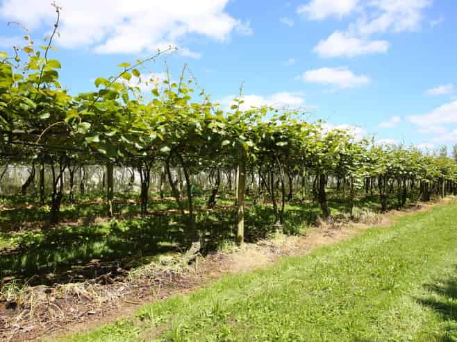 36 Eden Road, Pukekohe