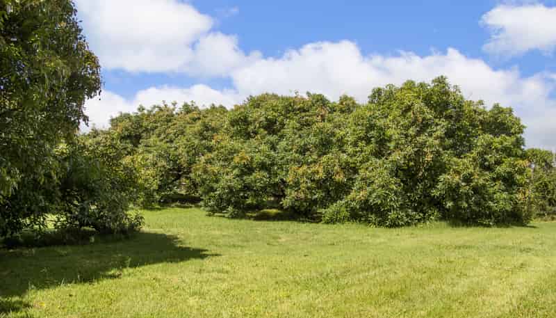 243A Wright Road, Katikati