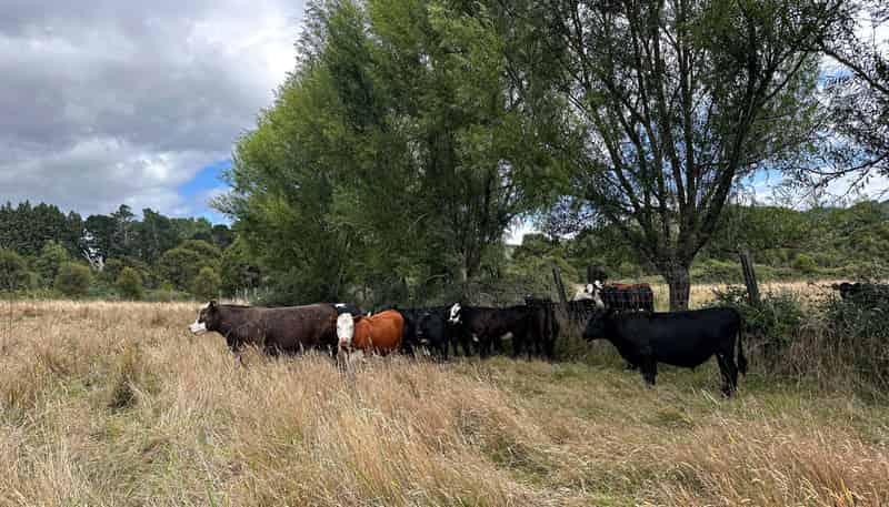 122 Putere Road, Raupunga