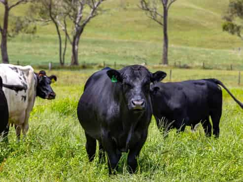  Bankier Road, Horsham Downs