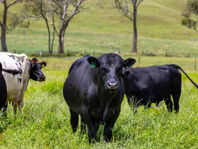  Bankier Road, Horsham Downs