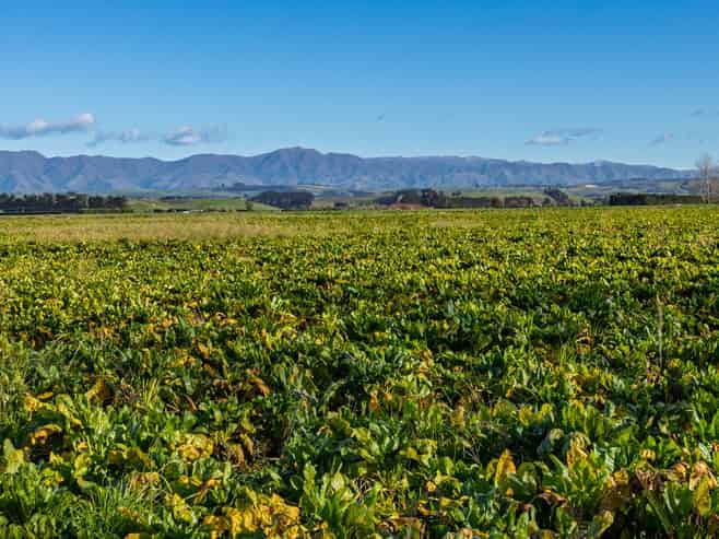  Pareora River Road, Southburn