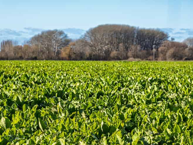  Pareora River Road, Southburn