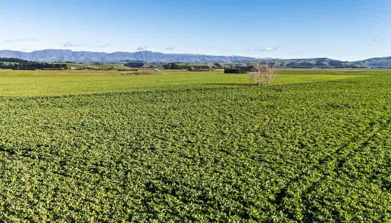  Pareora River Road, Southburn