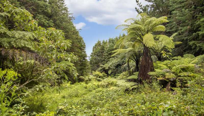 243B Wright Road, Katikati