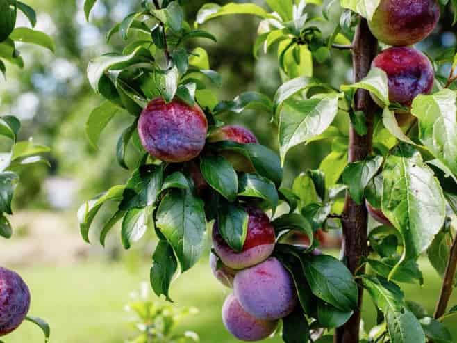 1 Owen Road, Kawerau