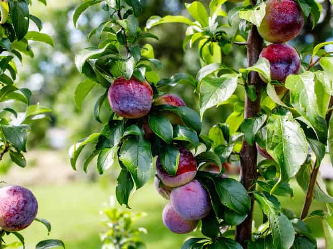 1 Owen Road, Kawerau