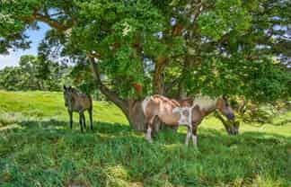 421 Wharehine Road, Wellsford