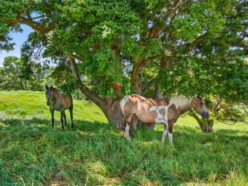 421 Wharehine Road, Wellsford