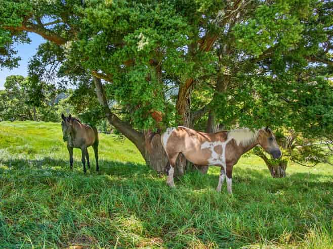 421 Wharehine Road, Wellsford