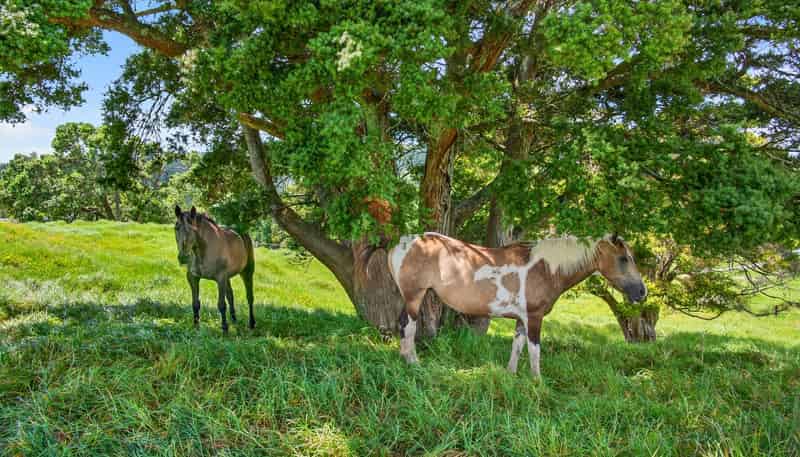 421 Wharehine Road, Wellsford