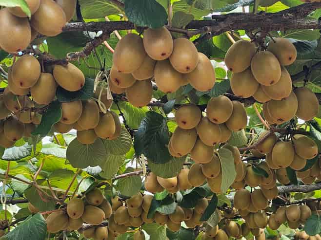 136 Kelly Road, Te Puke