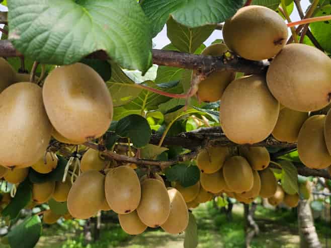 100 Penderel Road, Te Puke