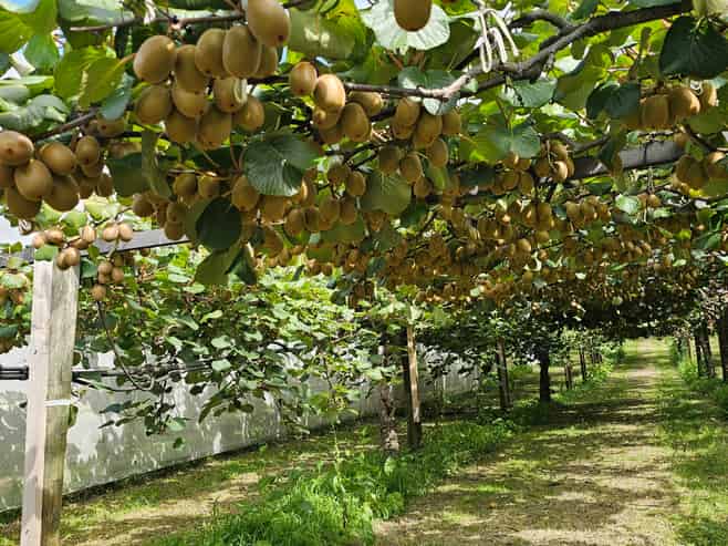 100 Penderel Road, Te Puke