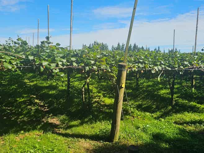 100 Penderel Road, Te Puke