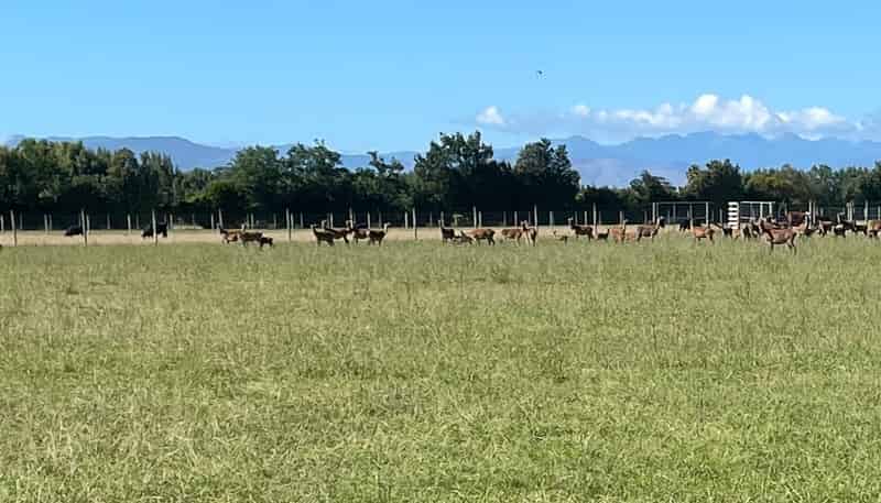 1371 Rangitikei Line, Newbury
