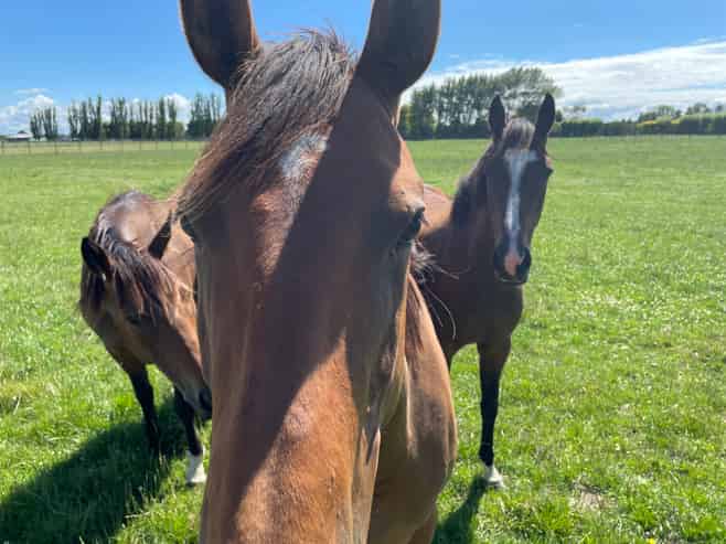 1371 Rangitikei Line, Newbury