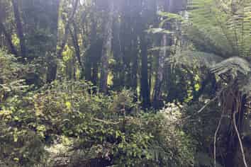 8 Aorangi Drive, Greymouth