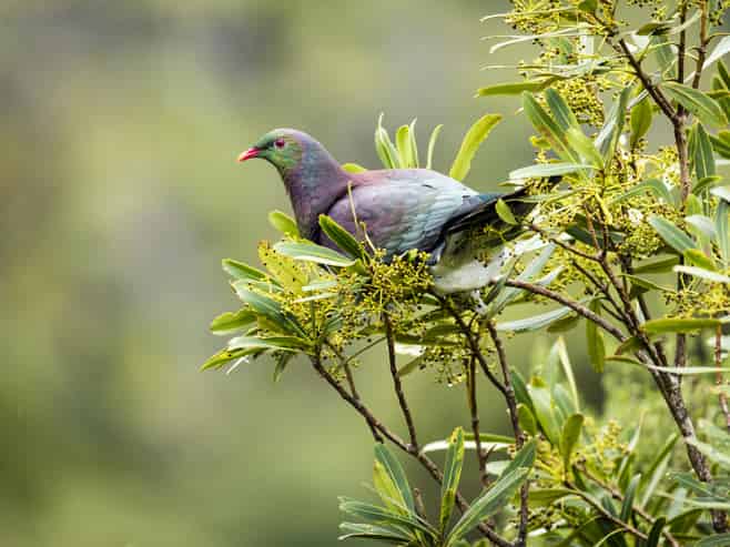 244 School Road, Waimauku