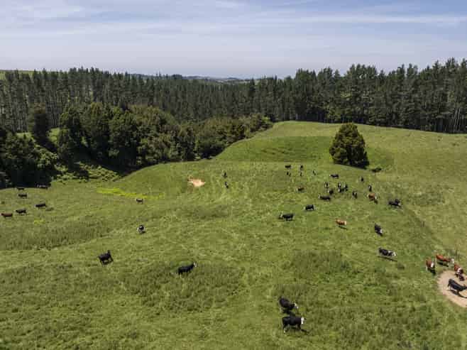 1707 Te Matai Road, Te Puke