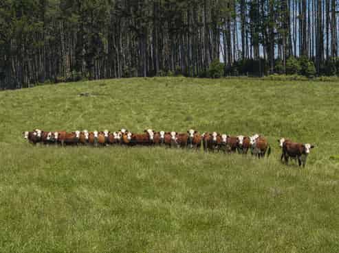 1707 Te Matai Road, Te Puke