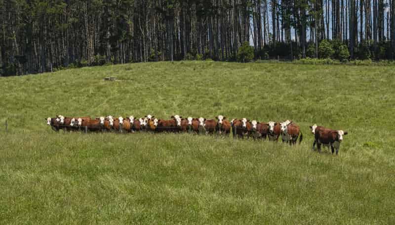 1707 Te Matai Road, Te Puke