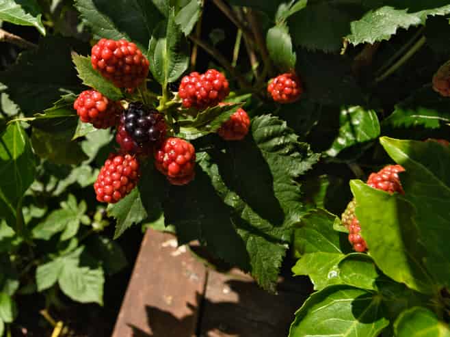 411B Ngatai Road, Bellevue