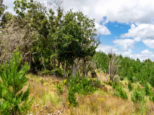 Lot/12 Arcadia Road, Paparoa