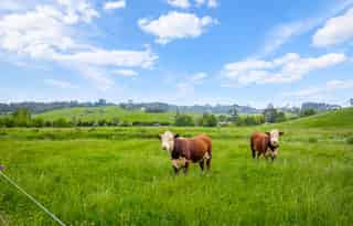 Auckland - Address withheld