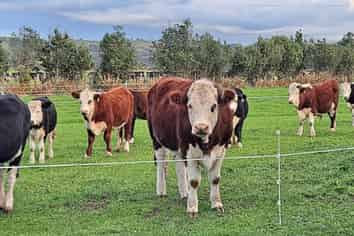 43 Carrs Road, URENUI