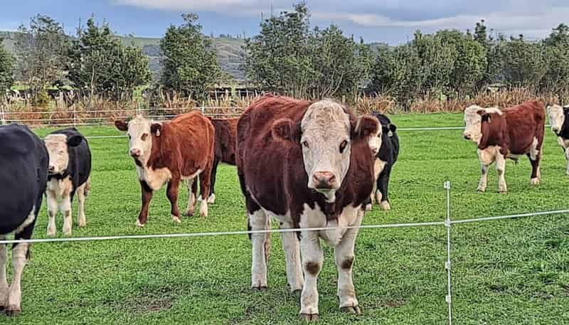43 Carrs Road, URENUI