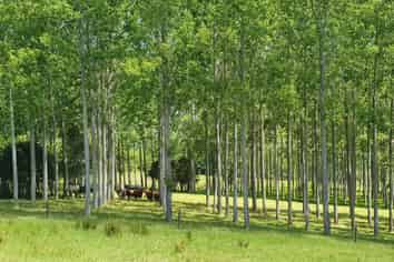 237 Hewlett Road, Mata