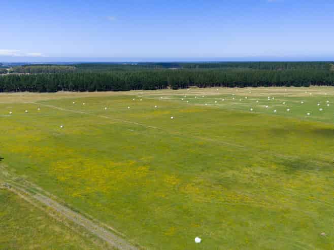 590 Brandon Hall Road, Bulls