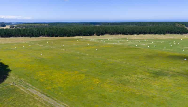 590 Brandon Hall Road, Bulls