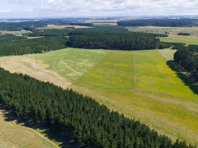 590 Brandon Hall Road, Bulls