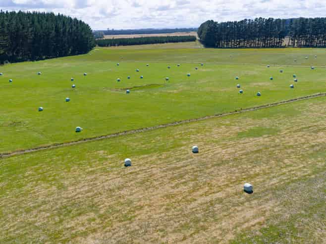 590 Brandon Hall Road, Bulls