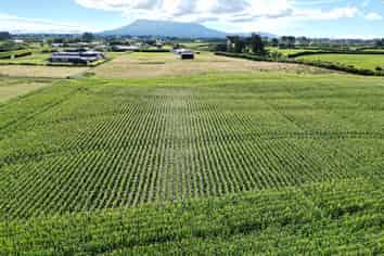  Monmouth Road, Stratford