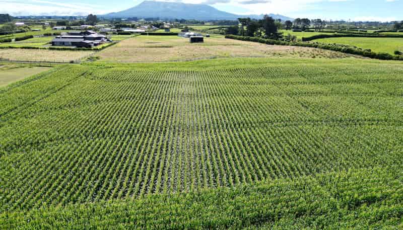  Monmouth Road, Stratford