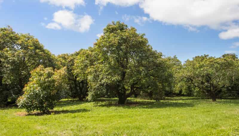 232 Wharawhara Road, Aongatete