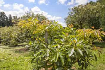 232 Wharawhara Road, Aongatete