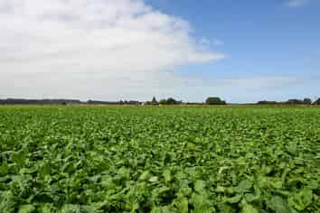 77 Arowhenua Station Road, Timaru