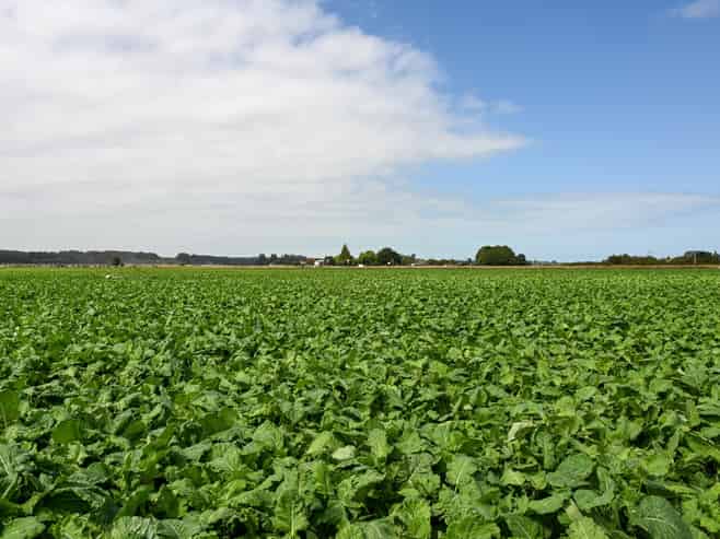 77 Arowhenua Station Road, Timaru