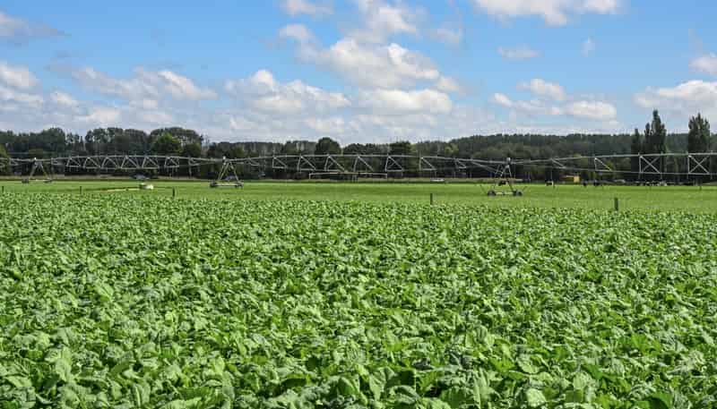 77 Arowhenua Station Road, Timaru