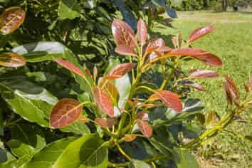 11/ Timon Drive, Katikati